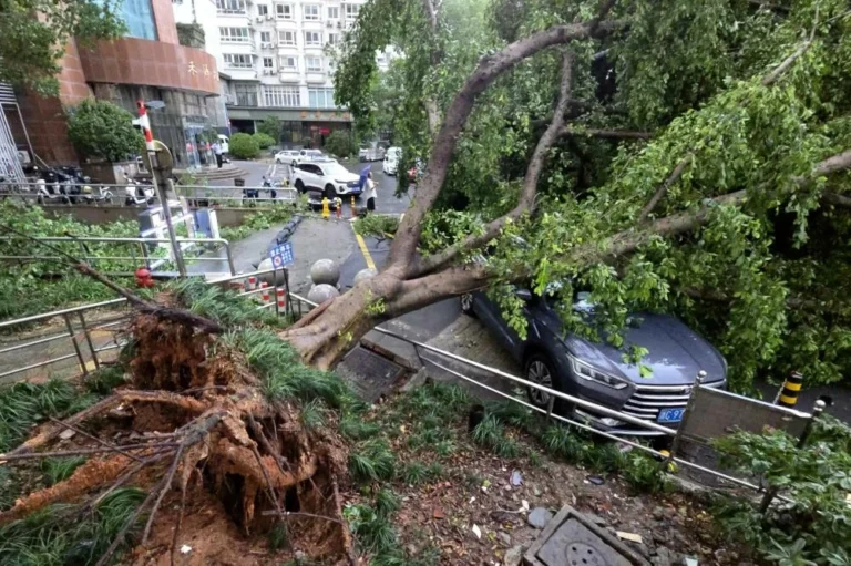 Typhoon Dolphin China