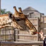 Dubai Safari Park reopening date