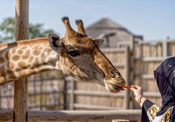 Dubai Safari Park reopening date