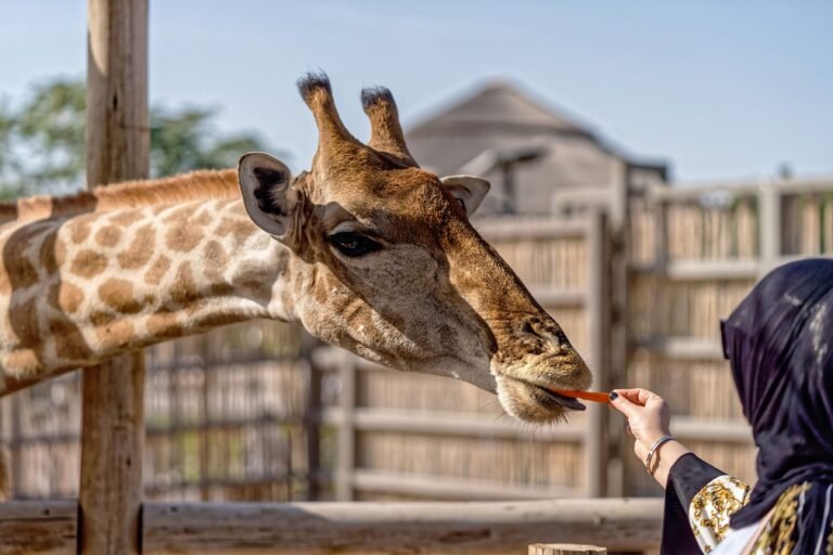 Dubai Safari Park reopening date set for Oct 12 with VIP tours 3 Dubai Safari Park reopening date